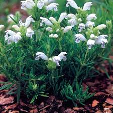 Attēlu rezultāti vaicājumam “Dracocephalum ruyschiana fruit”