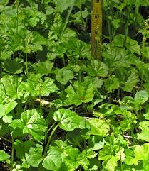 Attēlu rezultāti vaicājumam “Petractis sp.”