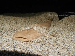 Attēlu rezultāti vaicājumam “Lophozia laxa macro”