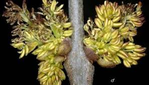 Attēlu rezultāti vaicājumam “Fraxinus pennsylvanica male flower”