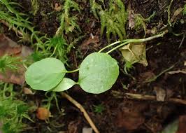 Attēlu rezultāti vaicājumam “Menyanthes trifoliata leaf”