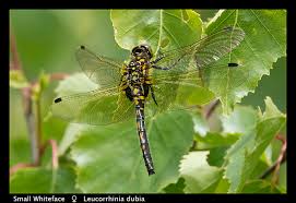 Attēlu rezultāti vaicājumam “Leucorrhinia dubia male”