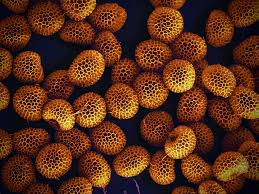 Attēlu rezultāti vaicājumam “Lycogala succineum”