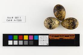 Attēlu rezultāti vaicājumam “Chlidonias niger eggs”