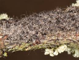 Attēlu rezultāti vaicājumam “Diloba caeruleocephala larva”