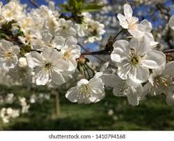 Attēlu rezultāti vaicājumam “Prunus avium flower”