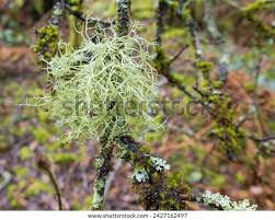 Attēlu rezultāti vaicājumam “Usnea subfloridana”