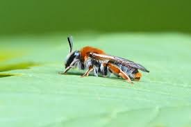 Attēlu rezultāti vaicājumam “Andrena haemorrhoa female”