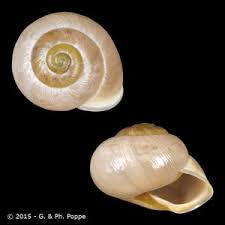 Attēlu rezultāti vaicājumam “Cepaea hortensis”