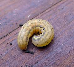 Attēlu rezultāti vaicājumam “Lacanobia oleracea”