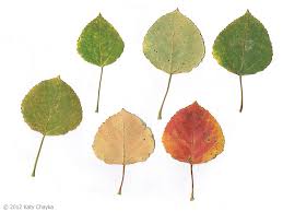 Attēlu rezultāti vaicājumam “Populus tremula leaf”