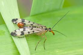 Attēlu rezultāti vaicājumam “Panorpa communis imago”