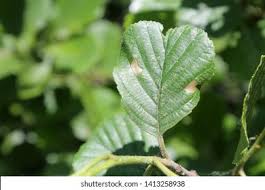 Attēlu rezultāti vaicājumam “Alnus glutinosa leaf”