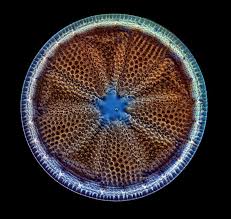 Attēlu rezultāti vaicājumam “Didymium clavus”