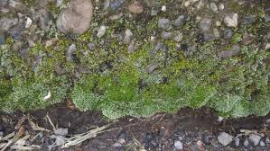 Attēlu rezultāti vaicājumam “Bryum”