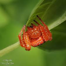 Attēlu rezultāti vaicājumam “Aranei exuvia”