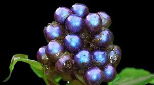 Attēlu rezultāti vaicājumam “Galium rivale fruit”