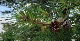 Attēlu rezultāti vaicājumam “Pinus”