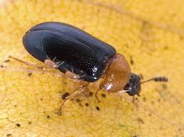 Attēlu rezultāti vaicājumam “Tetratoma fungorum”