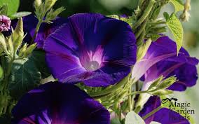 Image result for Prunkwinde