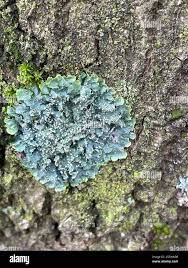 Attēlu rezultāti vaicājumam “Punctelia subrudecta”