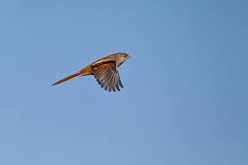 Attēlu rezultāti vaicājumam “Panurus biarmicus”