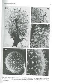 Attēlu rezultāti vaicājumam “Lamproderma echinosporum”