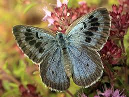 Attēlu rezultāti vaicājumam “Phengaris arion upperside”