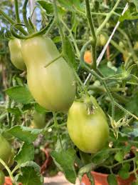 Afbeeldingsresultaat voor marmande jaune tomato