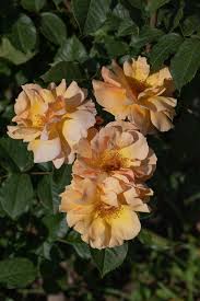 Attēlu rezultāti vaicājumam “Rosaceae”