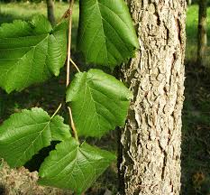 Attēlu rezultāti vaicājumam “Corylus colurna”