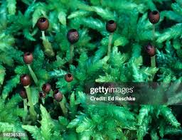 Attēlu rezultāti vaicājumam “Sphagnum centrale sporophyte”