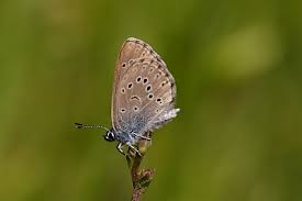 Attēlu rezultāti vaicājumam “Maculinea alcon underside”