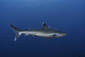 Image result for Carcharhinus albimarginatus