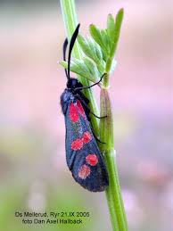 Attēlu rezultāti vaicājumam “Zygaena filipendulae exuvia”
