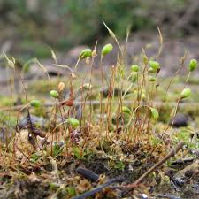 Attēlu rezultāti vaicājumam “Funaria hygrometrica sporophyte”