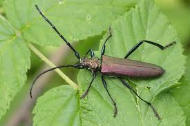 Attēlu rezultāti vaicājumam “Aromia moschata”