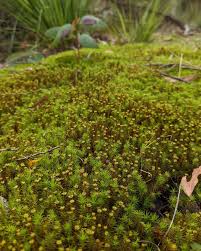 Attēlu rezultāti vaicājumam “Polytrichum juniperinum”
