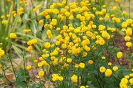 Attēlu rezultāti vaicājumam “Ranunculus acris flower”