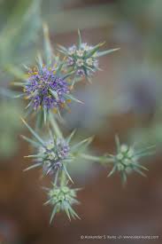 Attēlu rezultāti vaicājumam “Chenopodium polyspermum var. acutifolium flower”