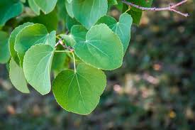 Attēlu rezultāti vaicājumam “Cercidiphyllum japonicum leaf”