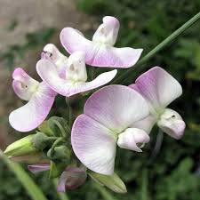 Attēlu rezultāti vaicājumam “Lathyrus latifolius flower”