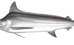 Image result for Istiompax indica