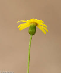 Attēlu rezultāti vaicājumam “Senecio vernalis bud”