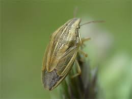 Attēlu rezultāti vaicājumam “Aelia acuminata”