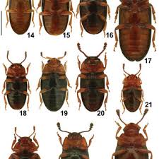 Attēlu rezultāti vaicājumam “Triplax russica”