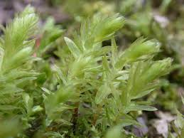 Attēlu rezultāti vaicājumam “Mnium hornum sporophyte”