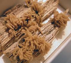 Attēlu rezultāti vaicājumam “Heterotrichia obvelata (syn. Arcyria obvelata) young”