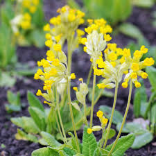 Image result for Primula veris