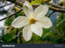 Attēlu rezultāti vaicājumam “Magnolia kobus flower”